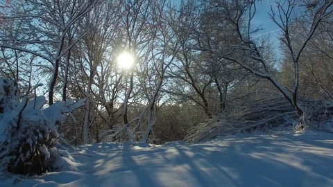 Aerial shot: sun rays shine into camera through trees covered with snow Stock Footage 83077843