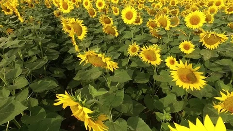 Aerial shot of sunflower fields blooming in early morning Video stock 72926257