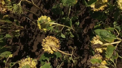 Aerial shot of the sunflower fields. Stock Footage 73838076