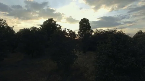 Aerial shot of sunset behind trees Stock Footage 74985977