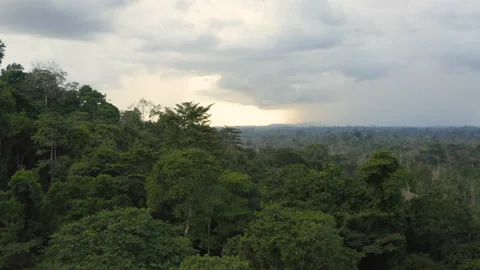 Aerial shot at sunset over a forest with tall trees, in Ivory Coast Stock Footage 220792052