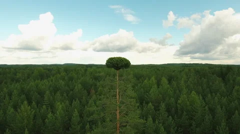 Aerial Shot of Tall Pine Tree in the Middle of Large Pine Forest Stock Footage 65244397
