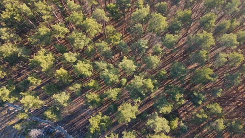 Aerial shot of tall pine trees, top view over coniferous forest in morning sun Stock Footage 122425807