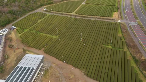 Aerial shot of tea fields, museum and observatory,Jeju Island,South Korea Stock Footage 245953762