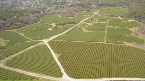 Aerial shot of tea fields, museum and observatory,Jeju Island,South Korea Vídeos de archivo 245953776