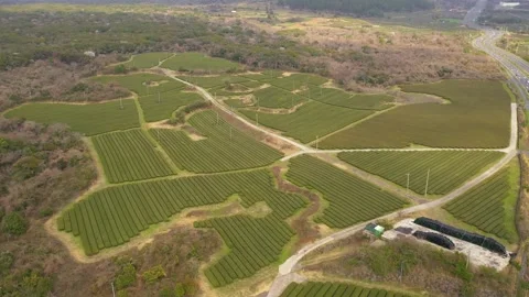 Aerial shot of tea fields, museum and observatory,Jeju Island,South Korea Stock Footage 245953781