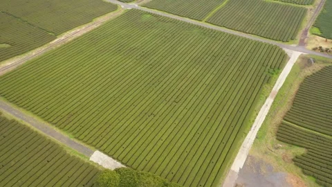 Aerial shot of tea fields, museum and observatory,Jeju Island,South Korea Stock Footage 245953798