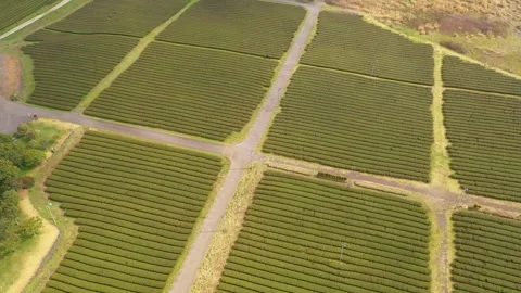 Aerial shot of tea fields, museum and observatory,Jeju Island,South Korea Stock Footage 245953821