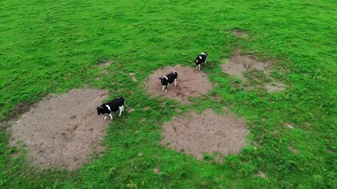 Aerial Shot of three Cows standing in line, Germany 4K Stock Footage 287911766