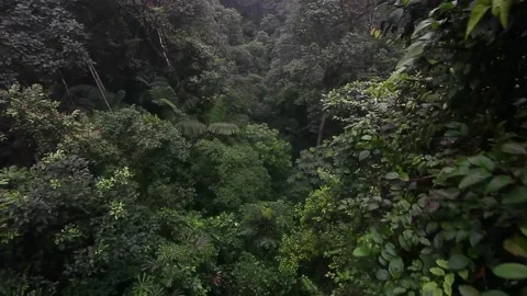 Aerial shot through Ecuadors Cloud Forest Canopy - Mashpi Lodge Stock Footage 132337253
