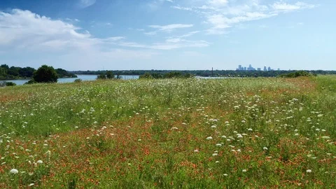 Aerial Shot Through a Meadow of Flowers to White Rock Lake Stock Footage