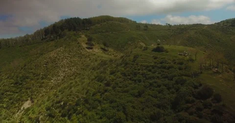 Aerial shot tilting down on cows Stock Footage 77010087