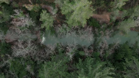 Aerial shot from top to bottom as the camera flies up over a small forest river Stock Footage 231802218