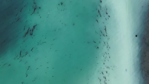 Aerial shot top down of Herring spawn milt on a beach on the west coast of Stock Footage 344088844