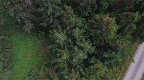 Aerial shot top of pine trees in forest Stock Footage 65800281