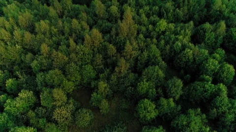 Aerial shot top view empty forest park with beautiful green dense trees shooting Stock Footage 103700266