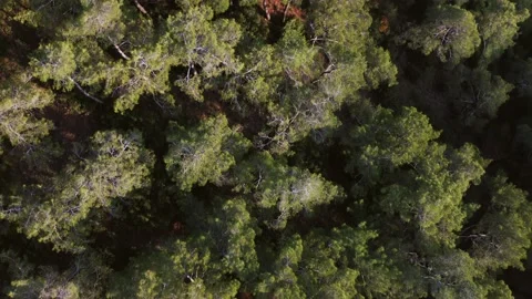 Aerial shot of Top view of pine trees shot with a drone Stock Footage 165890697