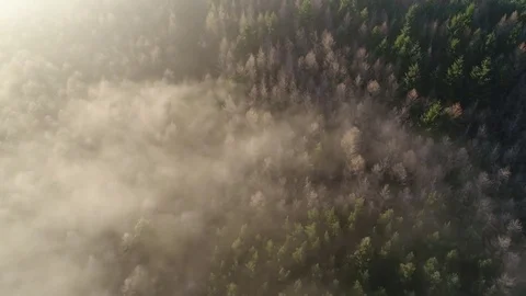 Aerial Shot tracking back over Forest Treetops in Winter at Sunrise with Fog Stock Footage 74050617