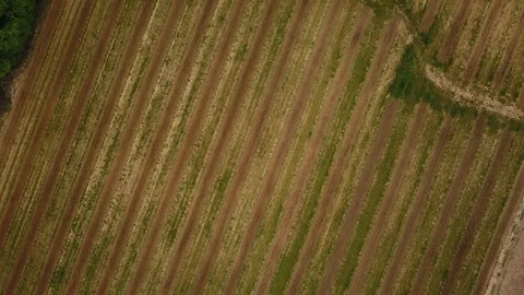 Aerial Shot Of A Tractor Working On Vineyard, Bordeaux, France Stock Footage 104549614