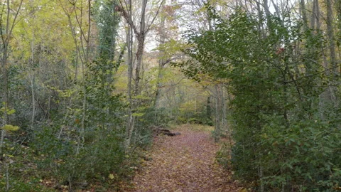 Aerial shot of a trail in a dense forest with autumn colors, in France Stock Footage 225325867