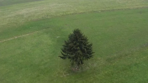 Aerial shot of a tree alone in a green field, in Slovenia Stock Footage 229264603