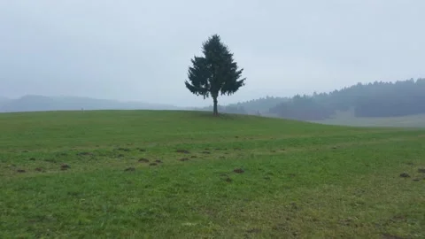 Aerial shot of a tree alone in a green field on a cloudy day, in Slovenia Stock Footage 229265030
