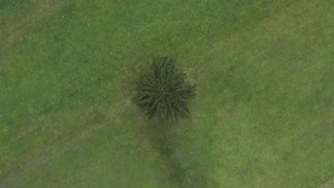 Aerial shot of a tree alone in a green field in top shot, in Slovenia Stock Footage 229266065