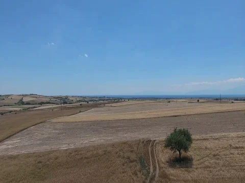 AERIAL SHOT OF TREE IN THE FIELDS_A1 Stock Footage 79787928