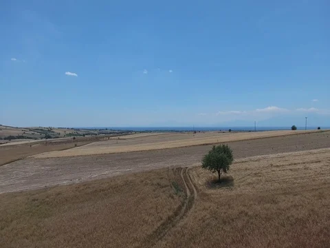 AERIAL SHOT OF TREE IN THE FIELDS_A3 Stock Footage 79790044