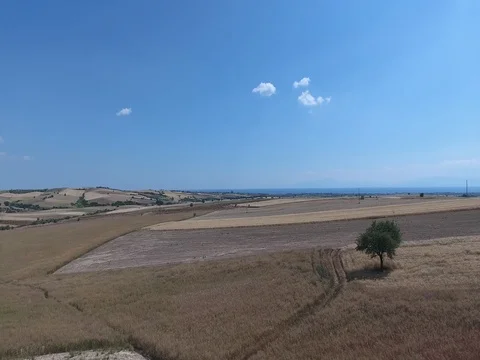 AERIAL SHOT OF TREE IN THE FIELDS_A4 Stock Footage 79792047