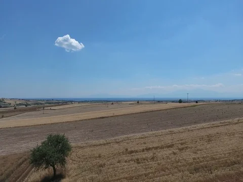 AERIAL SHOT OF TREE IN THE FIELDS_A5 Stock Footage 79791434