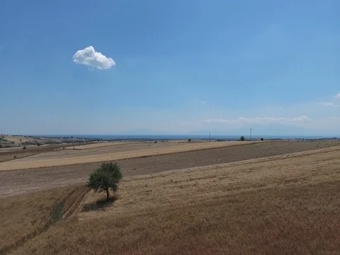 AERIAL SHOT OF TREE IN THE FIELDS_A6 Stock Footage 79795955