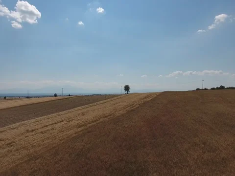AERIAL SHOT OF TREE IN THE FIELDS_B1 Stock Footage 79827041