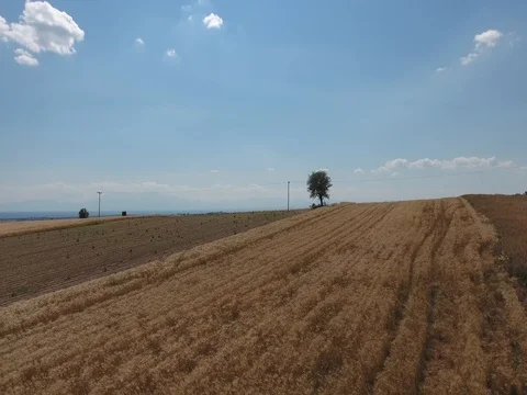 AERIAL SHOT OF TREE IN THE FIELDS_B2 Stock Footage 79828359