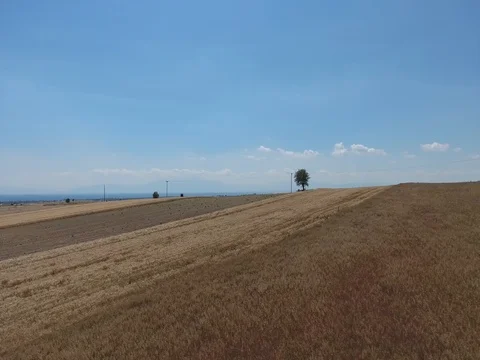 AERIAL SHOT OF TREE IN THE FIELDS_B3 Stock Footage 79829710