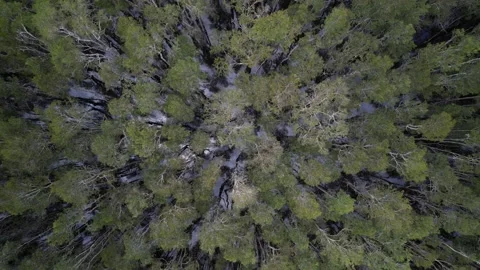 Aerial shot of trees in Australian wetlands from above, drone 4k. Stock Footage