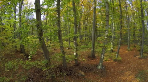 Aerial shot of trees in beautiful Fall color in the mountain forest 스톡 동영상 60584807