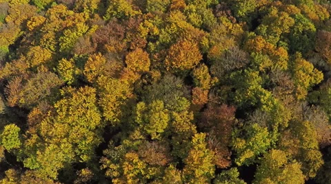 Aerial shot of trees in beautiful Fall color in the mountain forest 스톡 동영상 60598830