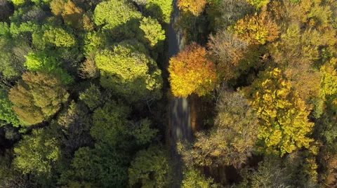 Aerial shot of trees in beautiful Fall color in the mountain forest Video stock 60599237