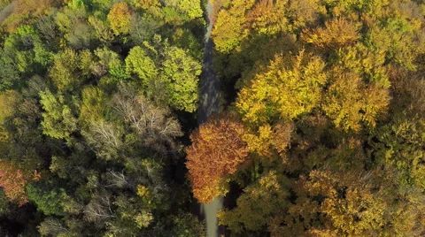 Aerial shot of trees in beautiful Fall color in the mountain forest Stock Footage 60600545
