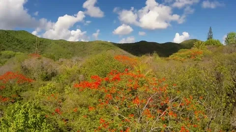 Aerial Shot Of Trees Stock Footage 41841396