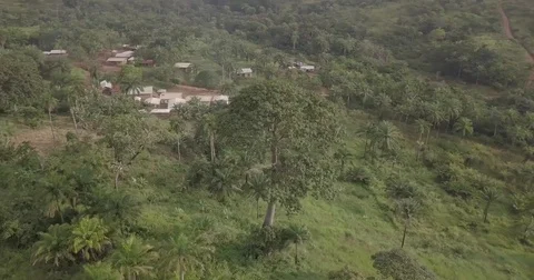 Aerial shot of trees Stock Footage 82493713