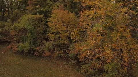 Aerial shot of trees Stock Footage 90848385