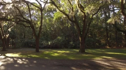 Aerial Shot of Trees on Side of Dirt Road to Wormsloe Plantation Stock Footage 57713428