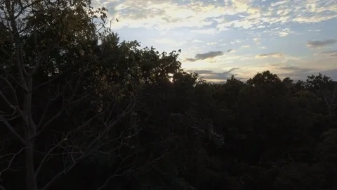 Aerial shot of tropical diciduous forest treetop Stock Footage 75013602