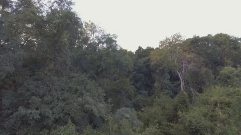 Aerial shot of tropical diciduous forest treetop Видео 75014757