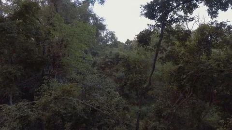 Aerial shot of tropical diciduous forest treetop Video stock 75016053