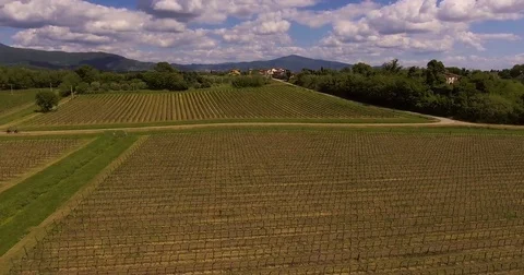 Aerial shot, two cyclists passing with their bicycles by beautiful viney Stock Footage 75677101