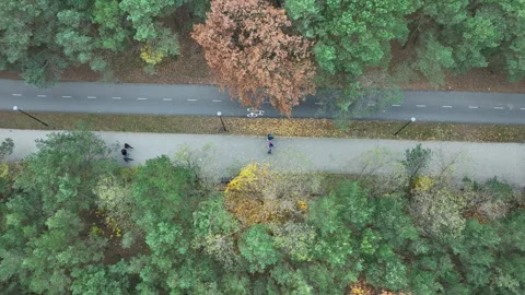 Aerial shot of two parallel coastal paths surrounded by dense pine trees and Stock Footage 321893700