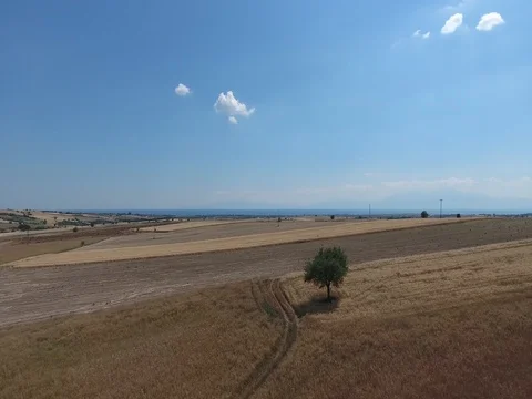 AERIAL SHOT OF TWO TREES IN THE FIELDS_A2 Stock Footage 79830640